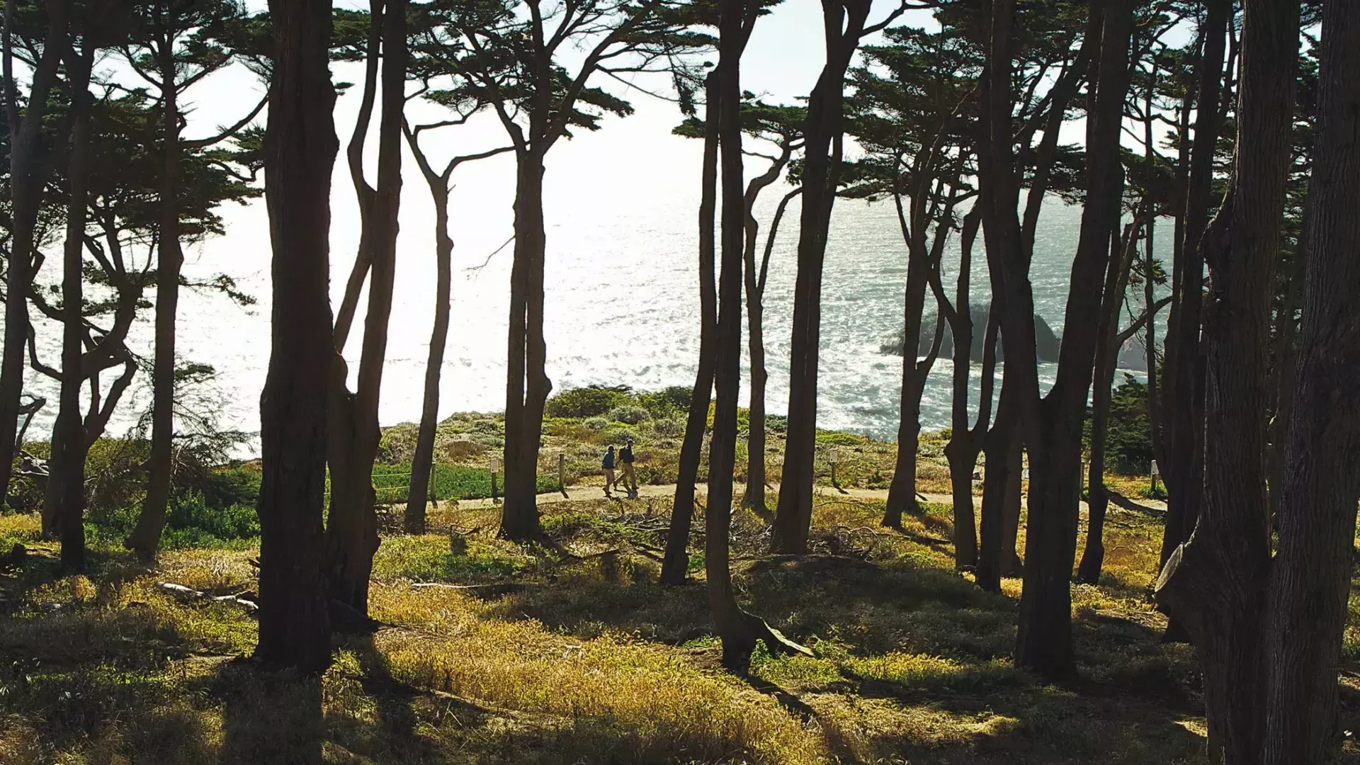 Les randonneurs marchent le long d'une section boisée du sentier Lands End, avec l'océan Pacifique en arrière-plan.