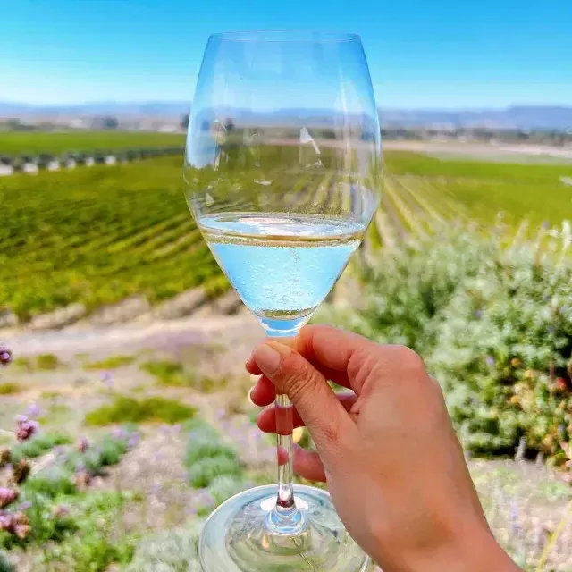 Un verre de vin tenu dans un vignoble de Sonoma.